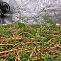 Indoor garden setup with young seedlings growing in straw mulch under reflective material with a small fan for ventilation