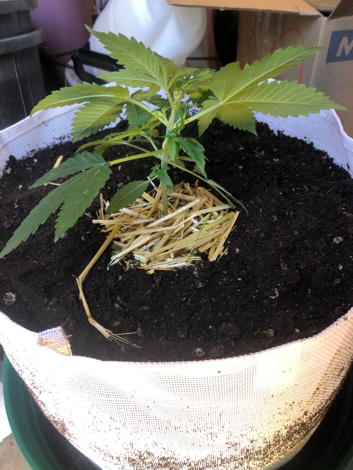 BuildAFlower Top Dress Kit BuildASoil