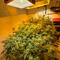 Indoor plants growing under artificial lighting equipment