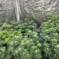 Indoor growing setup with plants under artificial lighting and ventilation equipment