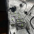 Indoor growing tent with LED lights, fans, and small green plants in containers