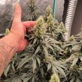 Indoor plant growing setup with LED lights and ventilation system