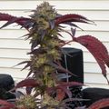 A tall plant with reddish-purple serrated leaves and flowering buds growing in black containers against a white siding background.