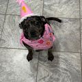 A small dark-colored dog wearing a pink birthday party hat with the number 1 and a matching pink bandana, sitting on gray tile flooring