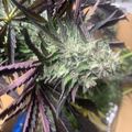 Cannabis plant with purple-tinged leaves and developing flower buds covered in white trichomes