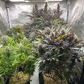 Indoor growing tent with various plants under artificial lighting