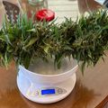 Fresh cannabis buds being weighed on a digital kitchen scale on a wooden table