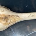 A pale, elongated root vegetable with dried stems and roots attached, lying on a dark surface