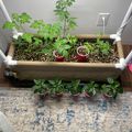 Indoor garden setup with tomato plants growing in a raised planter box and smaller potted plants arranged below on a patterned rug