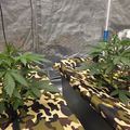 Indoor growing setup with plants in camouflage-patterned containers under protective mesh covering