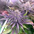 Purple-leafed cannabis plants growing under grow lights in an indoor cultivation setup