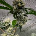 Cannabis plant with flowering buds covered in trichomes on metal mesh surface
