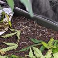 Garden bed with tomato plants and thin white worms or larvae visible on dark soil surface near mesh fencing