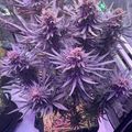 Purple-tinted plants with serrated leaves growing under artificial lighting in an indoor cultivation setup