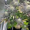 Indoor plants growing in black pots under grow lights in a cultivation setup
