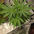 A green leafy plant growing in a pot covered with fabric material