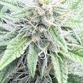 Close-up view of green leafy plants with serrated edges and visible trichomes or fine hairs on the surface