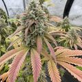 Cannabis plant with purple and green leaves growing in an indoor cultivation setup