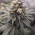 A mature cannabis plant with dense flower buds and serrated leaves