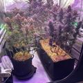 Indoor hydroponic growing setup with plants under purple LED lights in a reflective tent enclosure
