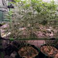 Indoor growing setup with plants under LED lights in a tent with ventilation fan