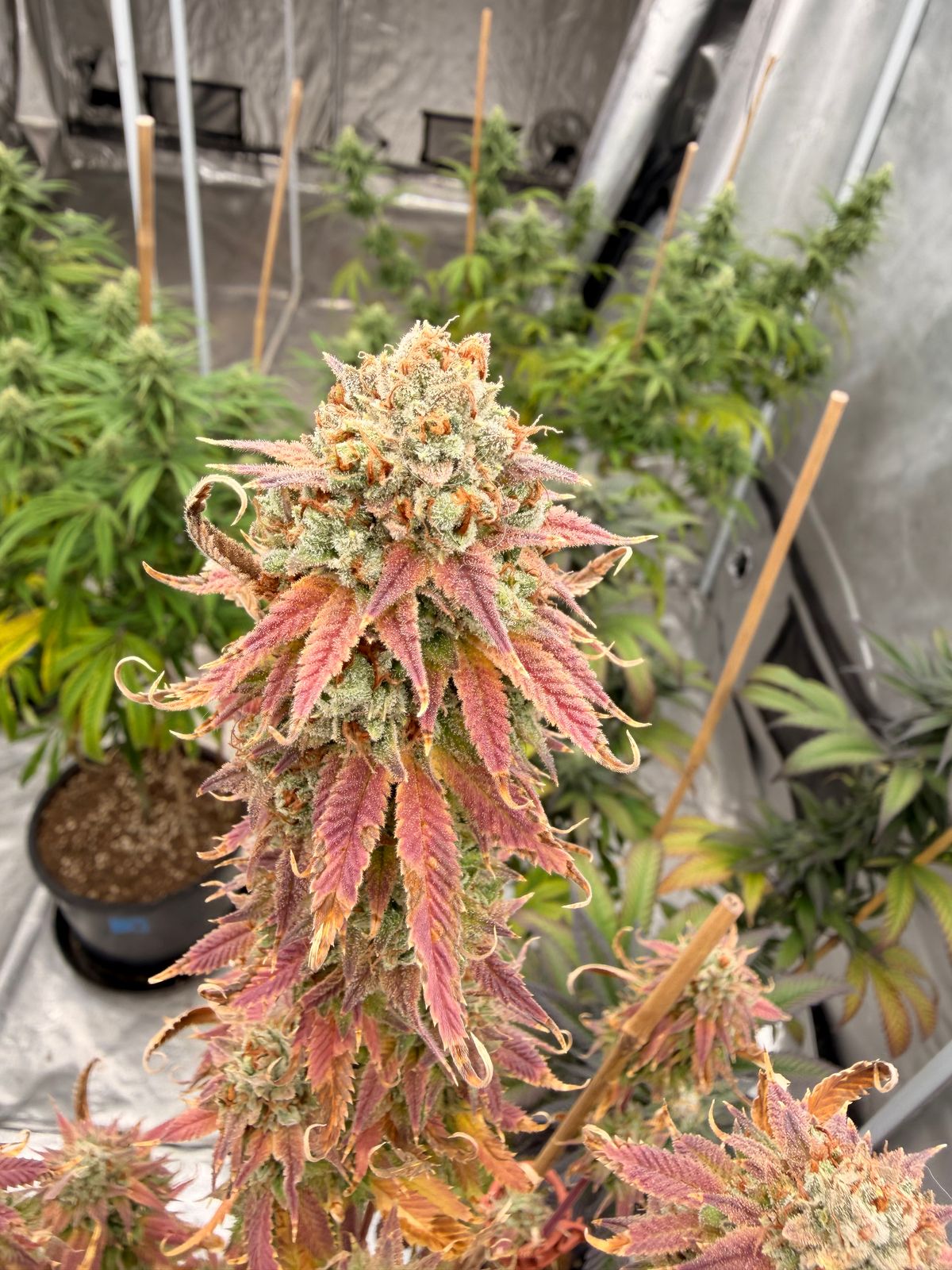 Indoor plant with colorful purple and green foliage growing in a cultivation setup