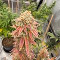 Indoor plant with colorful purple and green foliage growing in a cultivation setup