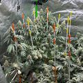 Indoor growing setup with plants under artificial lighting and ventilation equipment