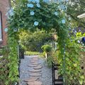 Garden pathway with blue morning glory flowers growing over an archway, stone stepping stones on gravel, and wooden fence on sides