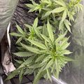 Young cannabis plants growing in black containers on a wooden deck