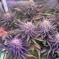 Purple-leafed plants growing under grow lights in an indoor cultivation setup