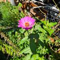 A bright pink zinnia flower with yellow center blooms among green foliage in a garden setting with some equipment visible in the background