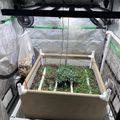 Indoor hydroponic growing setup with plants under LED lights in a grow tent