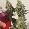 A person holding a red Coca-Cola can next to a large green plant for size comparison