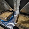 Indoor hydroponic growing setup with two wooden planters filled with straw growing medium under reflective tent material and grow lights