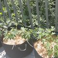 Several potted plants with green leafy vegetation growing in containers on a wooden deck with white railings and trees visible in the background