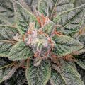 Close-up view of a cannabis plant bud covered in white trichomes with serrated green leaves and orange pistils