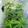 Indoor hydroponic growing system with green leafy plants in white containers