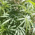 Dense green foliage with serrated leaves growing outdoors in natural sunlight