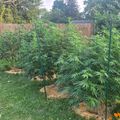 A backyard garden with tall green plants growing on stakes, surrounded by a wooden fence and trees
