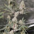 Cannabis plant with flowering buds growing under protective netting