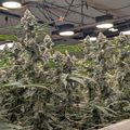 Indoor cannabis cultivation facility with mature flowering plants under grow lights