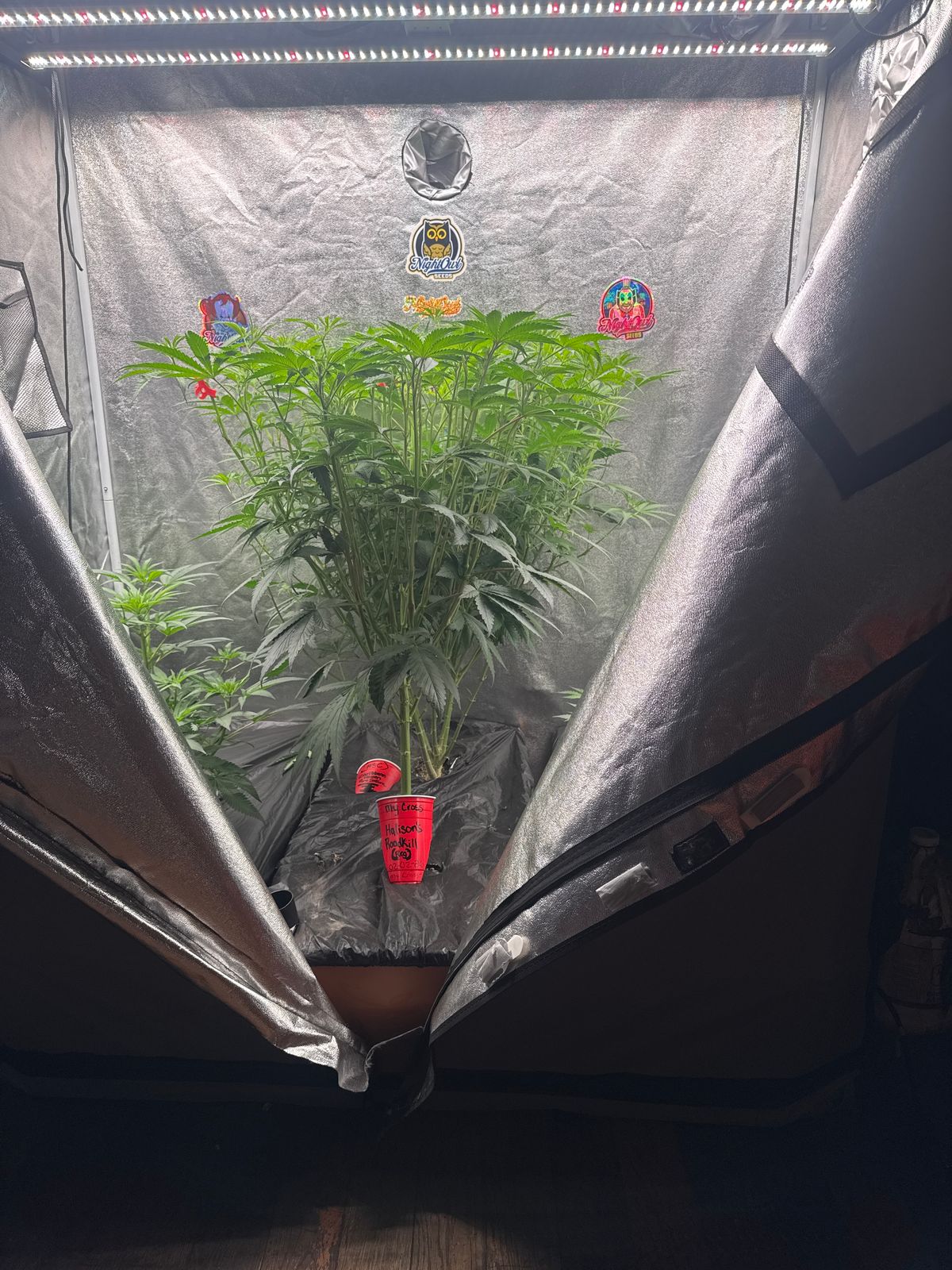 Indoor grow tent with plants under LED lighting