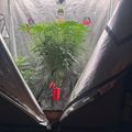 Indoor grow tent with plants under LED lighting