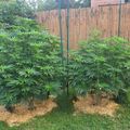 Garden with tall green plants supported by stakes and surrounded by straw mulch in a fenced backyard