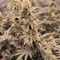 Cannabis plants growing in an indoor cultivation facility with visible buds and leaves under grow lights