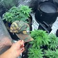 Person holding a camouflage hat near indoor plants in growing containers with hydroponic equipment