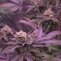 Purple-tinted cannabis plants with flowering buds in an indoor growing environment