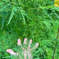 A hand holding a small green plant cutting with delicate leaves against a background of lush green foliage and ferns