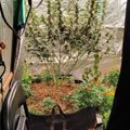 Indoor growing tent with plants under LED lights and ventilation equipment